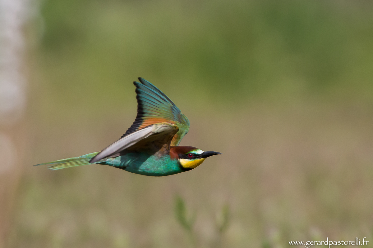 Bee eater 86